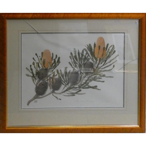 267 - Celia Rosser, Banksia blechnifolia, limited edition print, 10/306, signed in pencil, 70 x 51 cm, pin... 