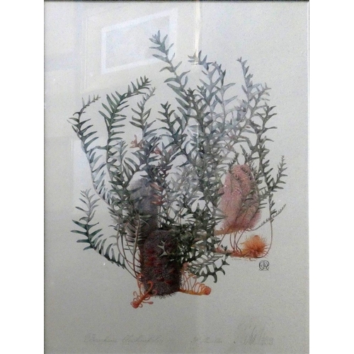 267 - Celia Rosser, Banksia blechnifolia, limited edition print, 10/306, signed in pencil, 70 x 51 cm, pin... 