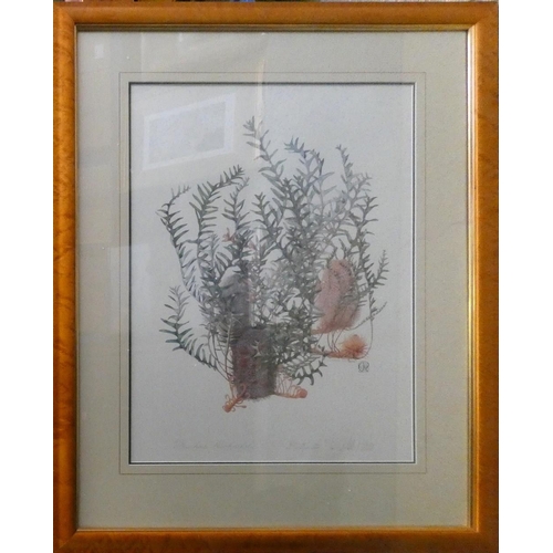 267 - Celia Rosser, Banksia blechnifolia, limited edition print, 10/306, signed in pencil, 70 x 51 cm, pin... 