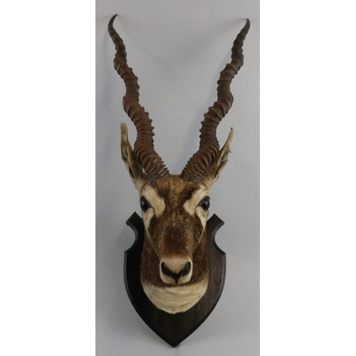 119 - A late 19th/early 20th century taxidermy head of a Blackbuck antelope (antilope cervicapra), on oak ... 