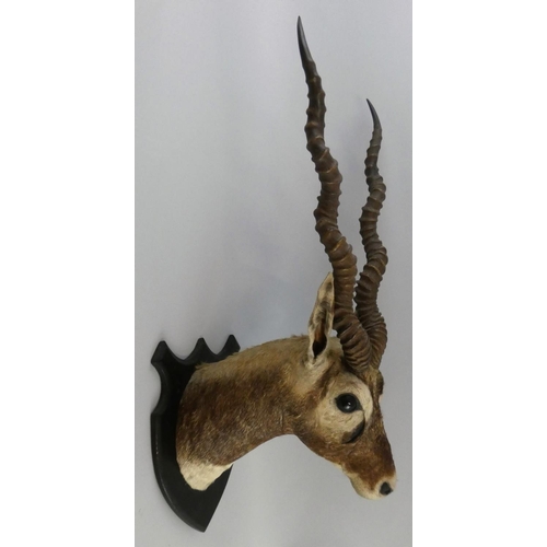 119 - A late 19th/early 20th century taxidermy head of a Blackbuck antelope (antilope cervicapra), on oak ... 