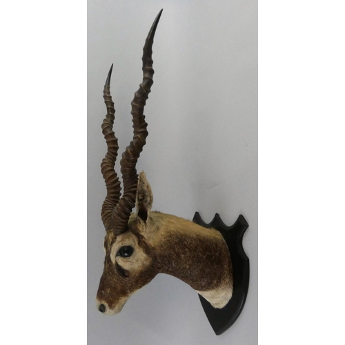 119 - A late 19th/early 20th century taxidermy head of a Blackbuck antelope (antilope cervicapra), on oak ... 