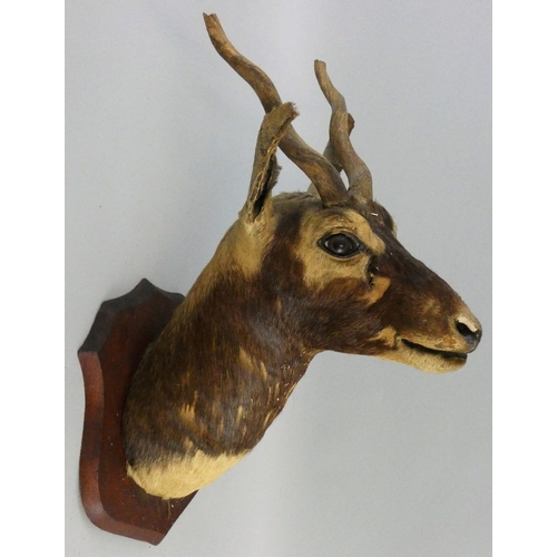 120 - A late 19th / early 20th century taxidermy head of a Blackbuck antelope (antilope cervicapra), on oa... 