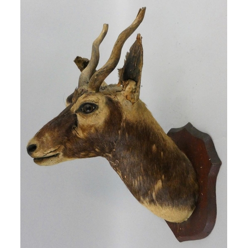 120 - A late 19th / early 20th century taxidermy head of a Blackbuck antelope (antilope cervicapra), on oa... 