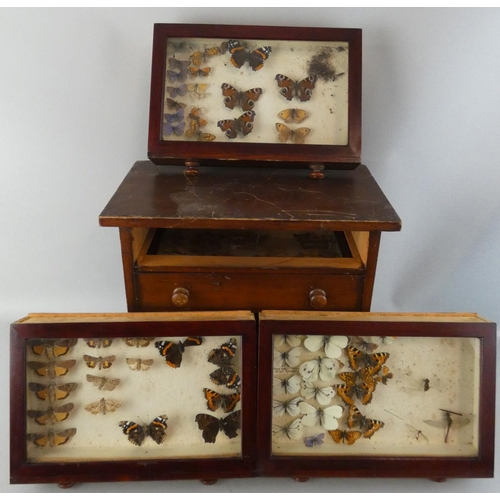 152 - An early 20th century specimen collection of butterflies, housed in a stained pine four draw cabinet... 