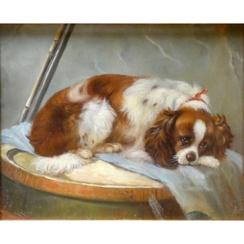 343 - 19th century school, King Charles spaniel, indistinctly signed, oil on canvas, 23 x 28 cm, gilt and ... 