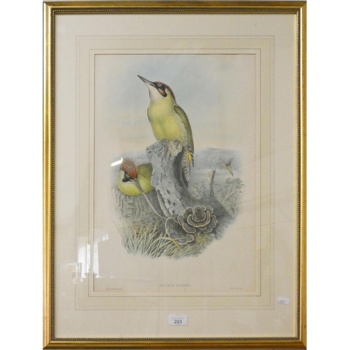 223 - After John Gould(1804-1881), Gencinus Viridis, European green woodpecker colour lithograph, 50x34cm