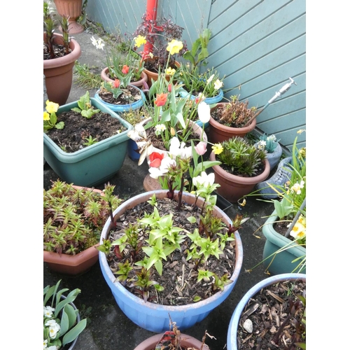16 - A large collection of various sized garden planters including plants