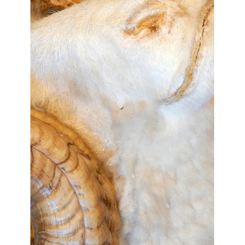 214 - Taxidermy, a mounted rams head, c.1985, mounted on a mahogany shield, 40cm across horns.