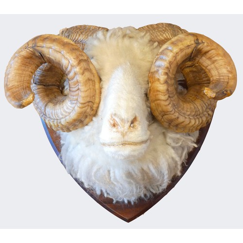 214 - Taxidermy, a mounted rams head, c.1985, mounted on a mahogany shield, 40cm across horns.