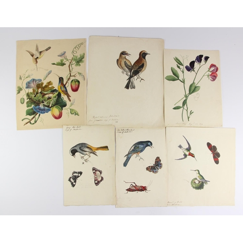 240 - Six early 19th century watercolours, one dated 1814, depicting Humming Birds from Carolina, Wheatear... 