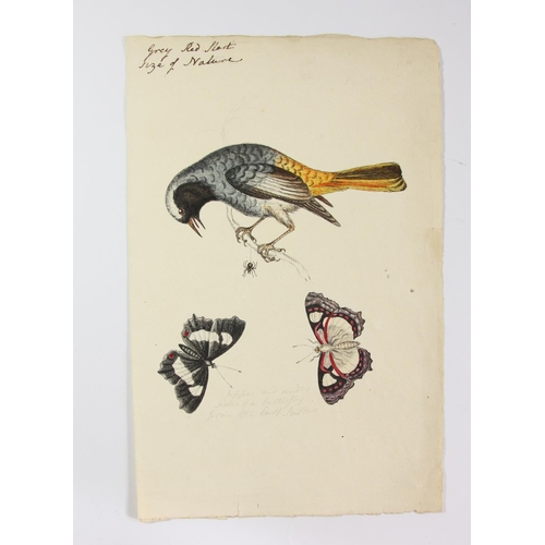 240 - Six early 19th century watercolours, one dated 1814, depicting Humming Birds from Carolina, Wheatear... 