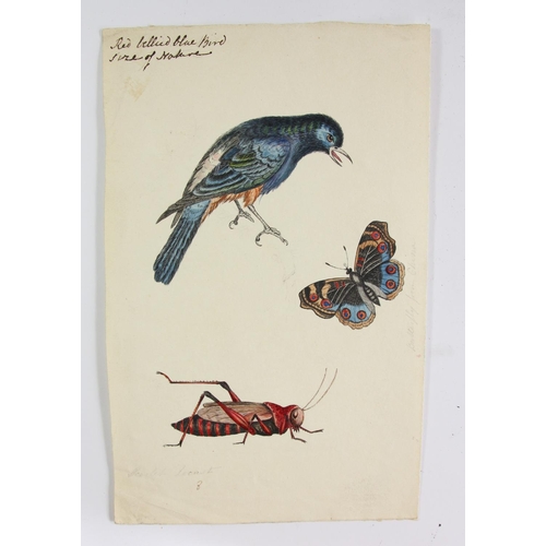 240 - Six early 19th century watercolours, one dated 1814, depicting Humming Birds from Carolina, Wheatear... 