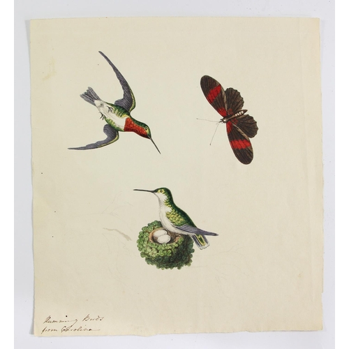 240 - Six early 19th century watercolours, one dated 1814, depicting Humming Birds from Carolina, Wheatear... 