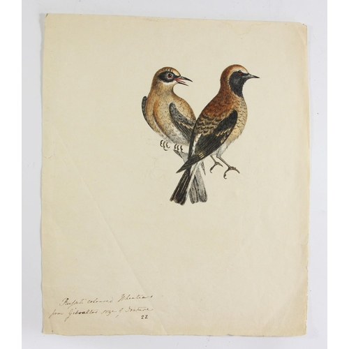 240 - Six early 19th century watercolours, one dated 1814, depicting Humming Birds from Carolina, Wheatear... 