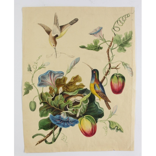 240 - Six early 19th century watercolours, one dated 1814, depicting Humming Birds from Carolina, Wheatear... 