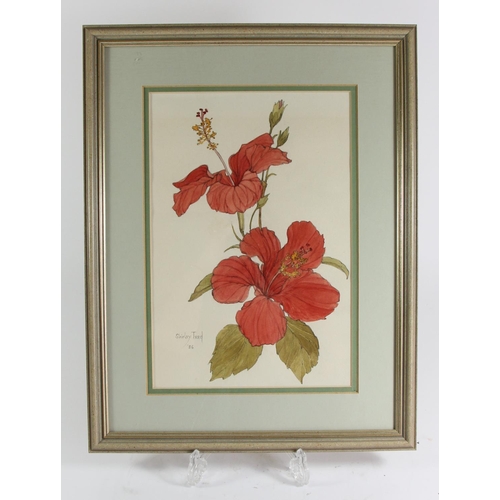 241 - Shirley Teed (1933-2018), red Hibiscus, watercolour, signed and dated '86, 29 x 20cm.
Shirley Teed w... 