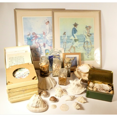 38 - A large collection of seashells, to include various sized spiral, conch, clam and others, together w... 