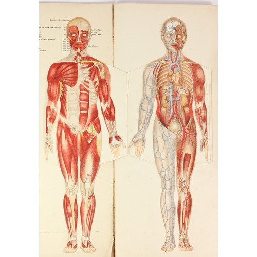 202 - A Philips Popular Manikin edited by W S Furneaux, a fold-out anatomical coloured model of the human ... 