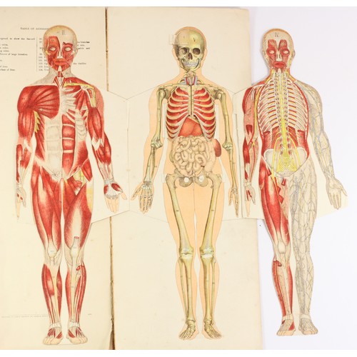 202 - A Philips Popular Manikin edited by W S Furneaux, a fold-out anatomical coloured model of the human ... 