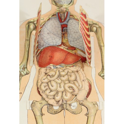 202 - A Philips Popular Manikin edited by W S Furneaux, a fold-out anatomical coloured model of the human ... 