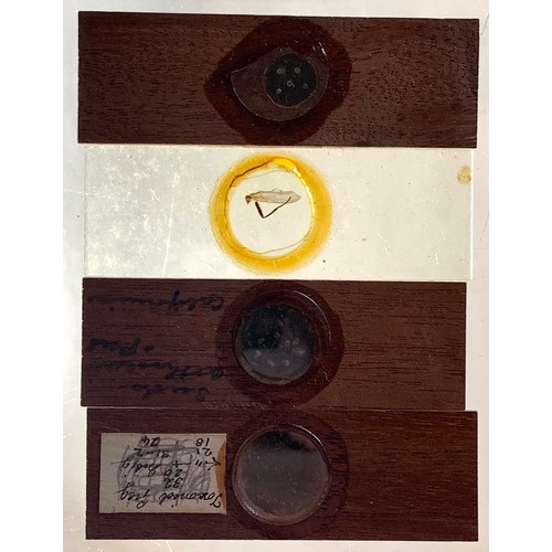 124 - A substantial collection of Microscope slides, including biology and medical slides