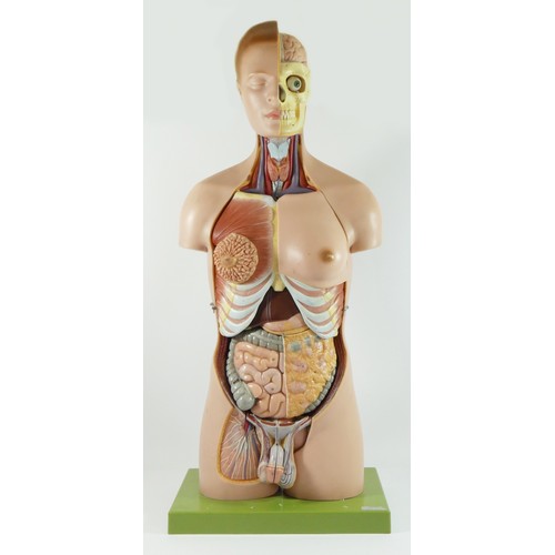 245 - A T Gerrard & Co anatomical teaching aid, in the form of a hermaphrodite, with numbered removal orga... 