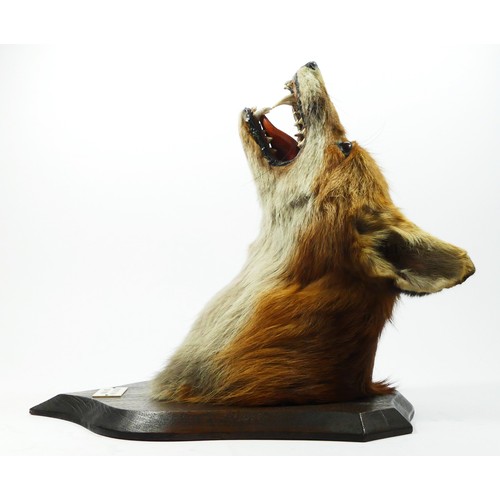 140 - Taxidermy - a fox head with glass eyes, oak shield mounted with plaque Topcliffe Farm, 22.11.59 and ... 