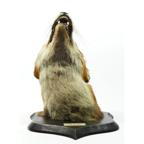 140 - Taxidermy - a fox head with glass eyes, oak shield mounted with plaque Topcliffe Farm, 22.11.59 and ... 