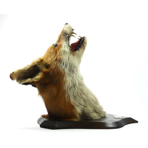 140 - Taxidermy - a fox head with glass eyes, oak shield mounted with plaque Topcliffe Farm, 22.11.59 and ... 