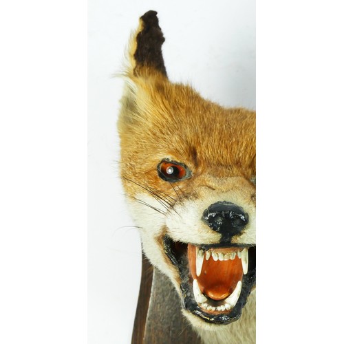 140 - Taxidermy - a fox head with glass eyes, oak shield mounted with plaque Topcliffe Farm, 22.11.59 and ... 