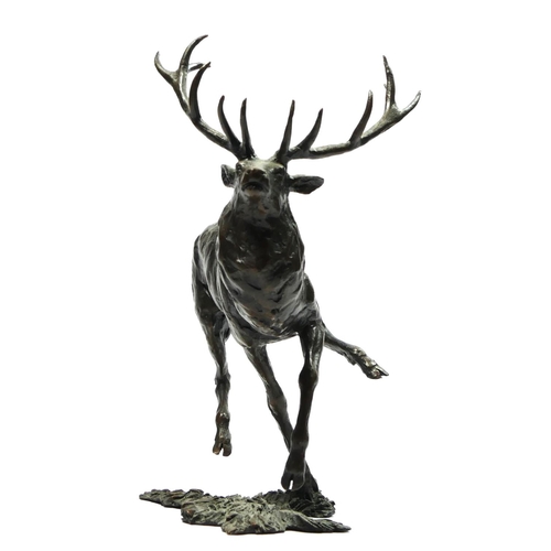 144 - A limited edition bronze study of a running Highland stag , applied makers mark M?, 43/150, 14cm