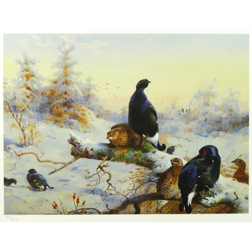 303 - After Archibald Thornburn, black grouse in snow, limited edition print, c.1995, 705/850, 29 x 39cm.