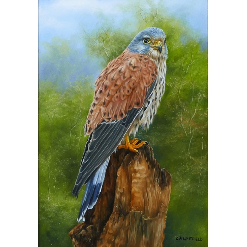 310 - Carl A. Whitfield (b.1958), Kestrel, oil on board, 19 x 13cm.