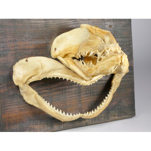 140 - Taxidermy - a tiger shark jaw, with original teeth, length 22cm and a shark jaw bone, with original ... 