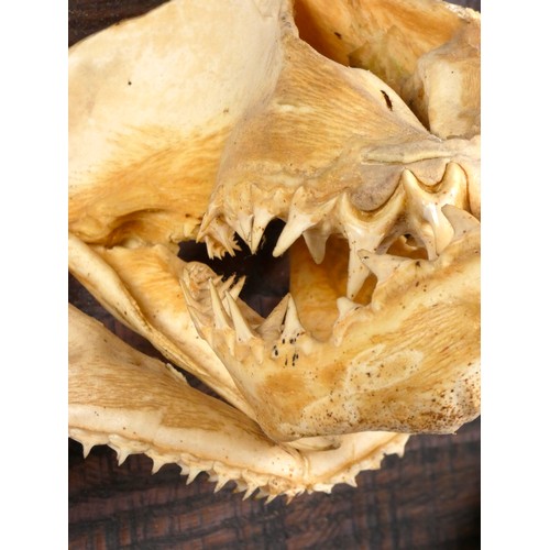 140 - Taxidermy - a tiger shark jaw, with original teeth, length 22cm and a shark jaw bone, with original ... 