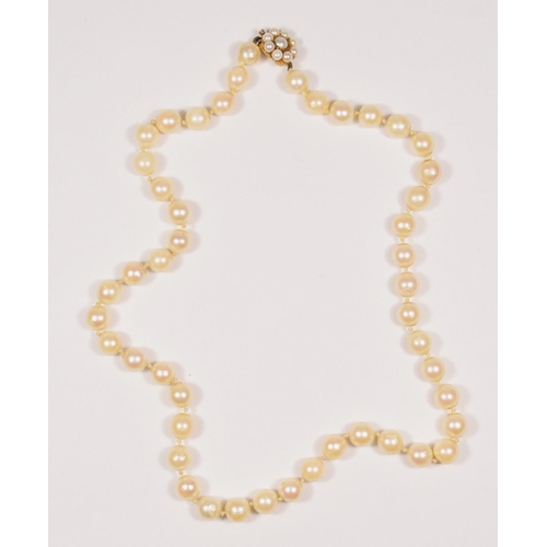 59 - A uniform cultured pearl necklace, composed of 49 beads of 7mm diameter, to a 9ct gold and pearl cla... 
