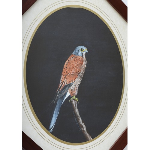 501 - David Shepherd (Doncaster), a pair, Male and Female Kestrel, acrylic on paper, oval, 40 x 30cm