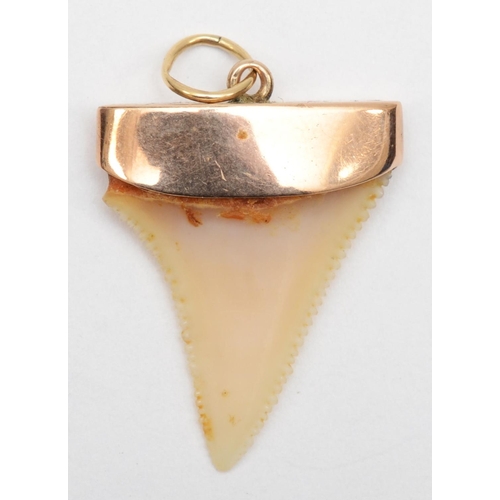 336 - A 9ct gold mounted sharks tooth, 3 x 2 cm, 2.2gm.