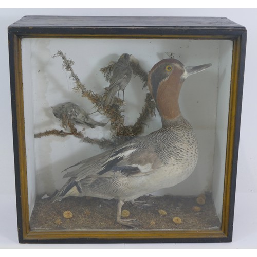 391 - Taxidermy; a late 19th century cased duck standing in a naturalistic setting, 31cm wide