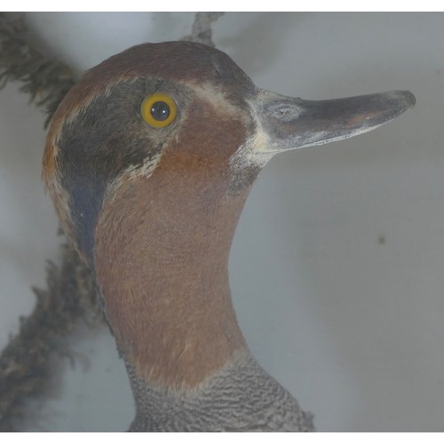 391 - Taxidermy; a late 19th century cased duck standing in a naturalistic setting, 31cm wide