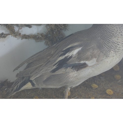 391 - Taxidermy; a late 19th century cased duck standing in a naturalistic setting, 31cm wide