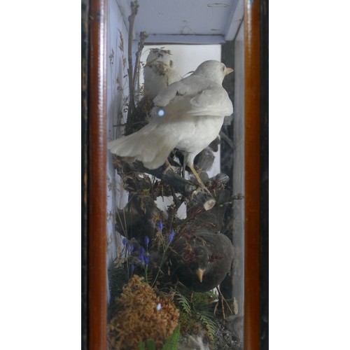 392 - Taxidermy; a late 19th century cased set of three birds standing in a naturalistic setting, 39x50cm,