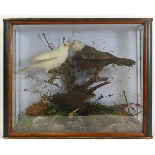 392 - Taxidermy; a late 19th century cased set of three birds standing in a naturalistic setting, 39x50cm,