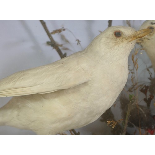 392 - Taxidermy; a late 19th century cased set of three birds standing in a naturalistic setting, 39x50cm,