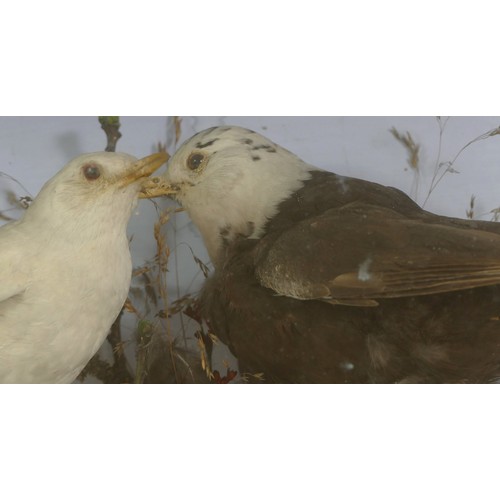 392 - Taxidermy; a late 19th century cased set of three birds standing in a naturalistic setting, 39x50cm,