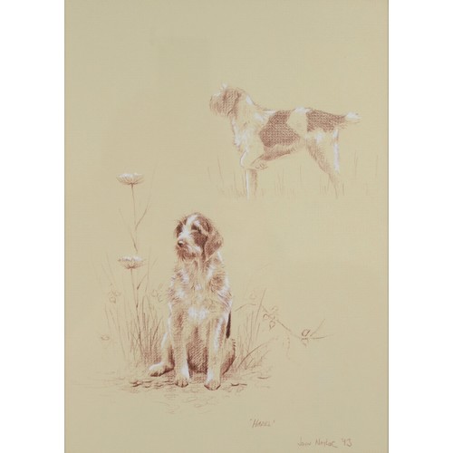 414 - John Naylor (b.1960, British), Hazel, portrait of a dog, coloured pencil drawing on paper, signed, d... 