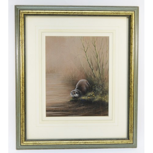 415 - John Naylor (British b.1960), Otter by a river, coloured pencil drawing on paper, signed, dated and ... 