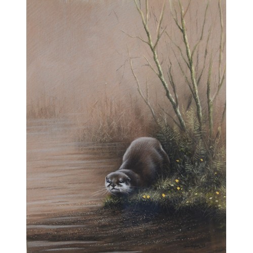 415 - John Naylor (British b.1960), Otter by a river, coloured pencil drawing on paper, signed, dated and ... 