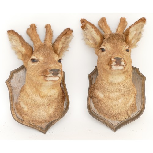 211 - Taxidermy/Natural History; a pair of roe deer (Capreolus capreolus) mounts on oak shield plaques, le... 